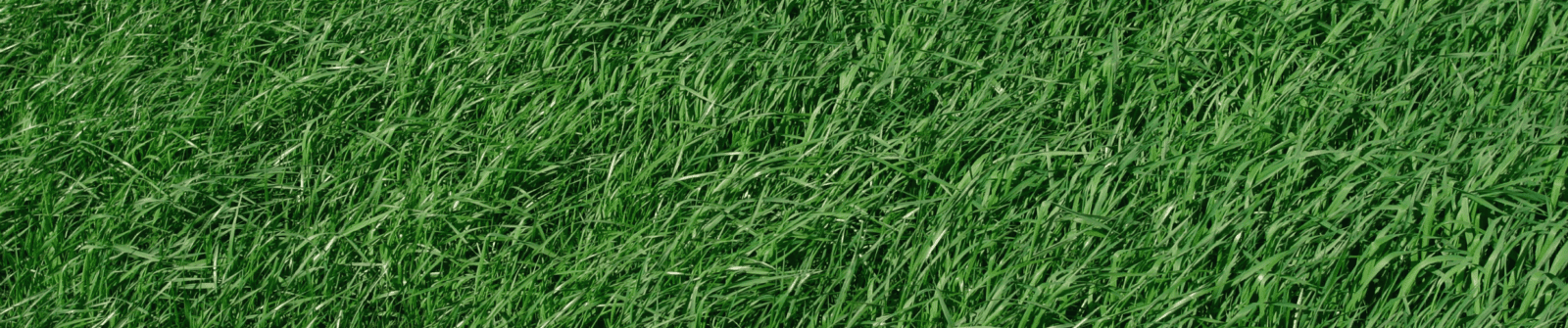 Grasbanner2